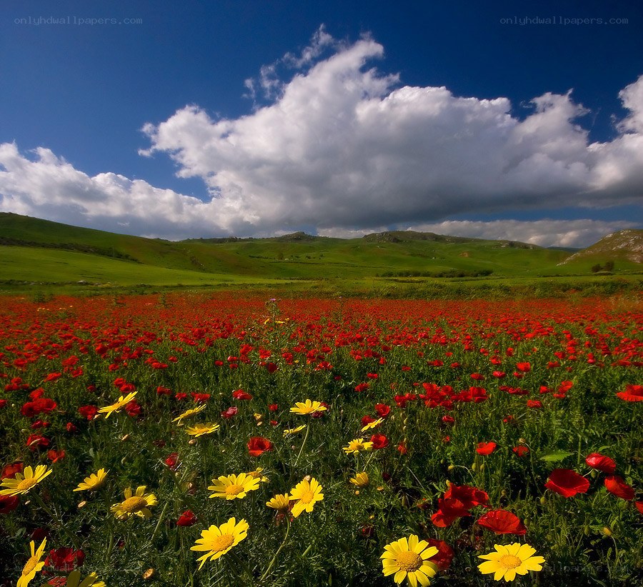 Flower field under blue sky