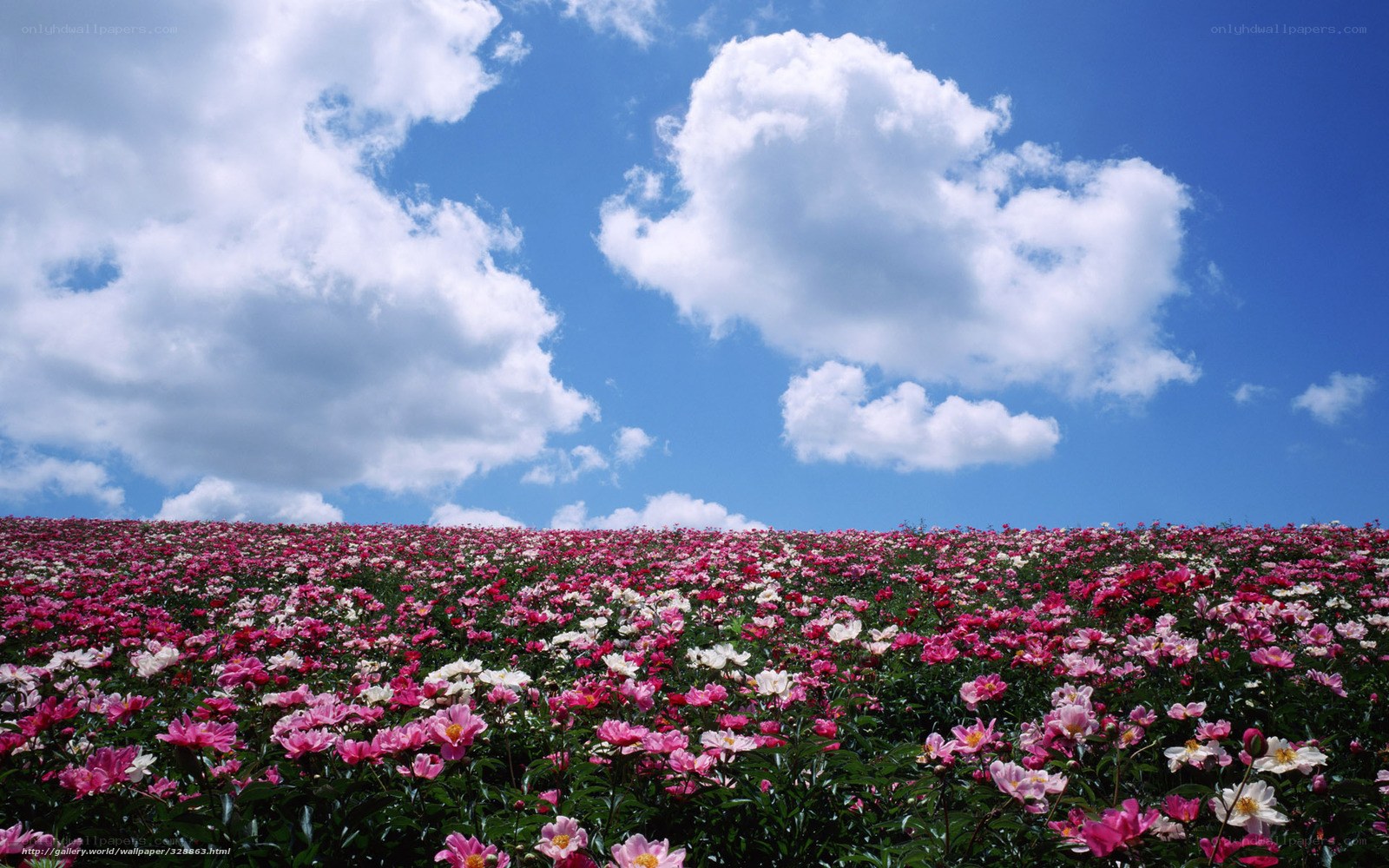 Flower field under blue sky