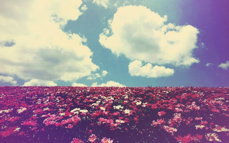 Flower field under cloudy sky