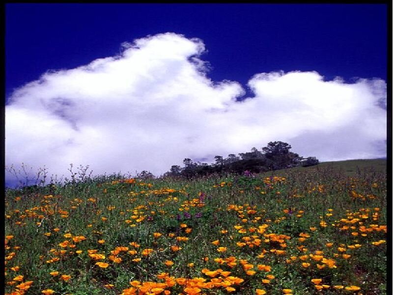 Flower field under cloudy sky