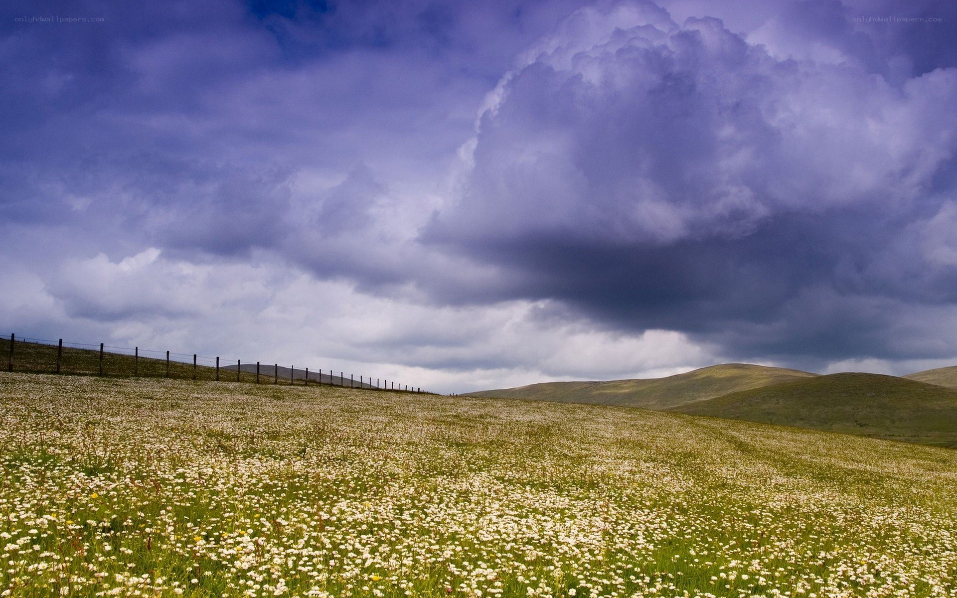 Flower field under stormy sky