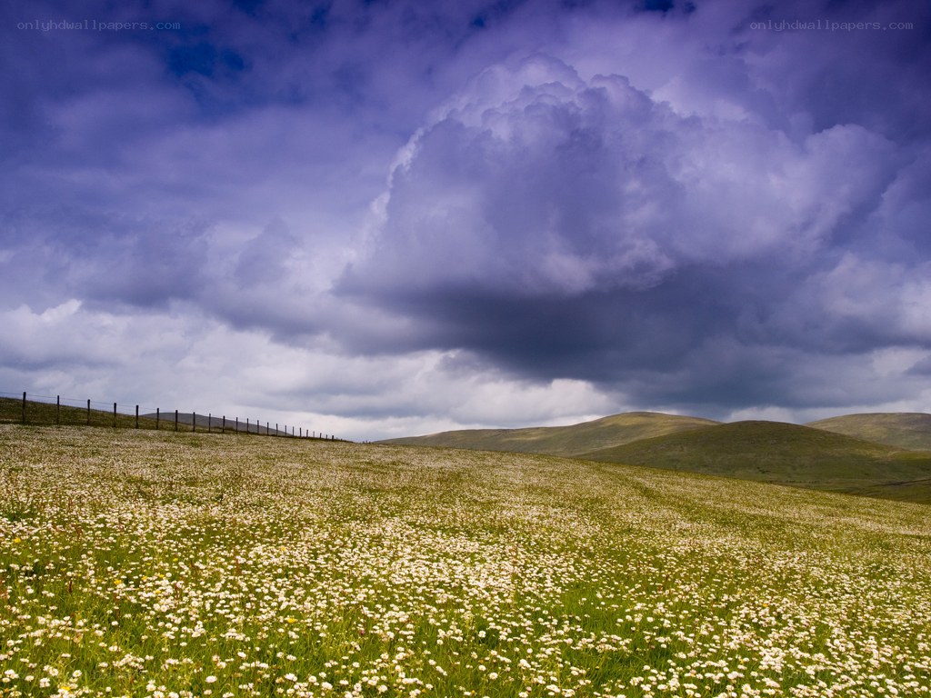 Flower field under stormy sky