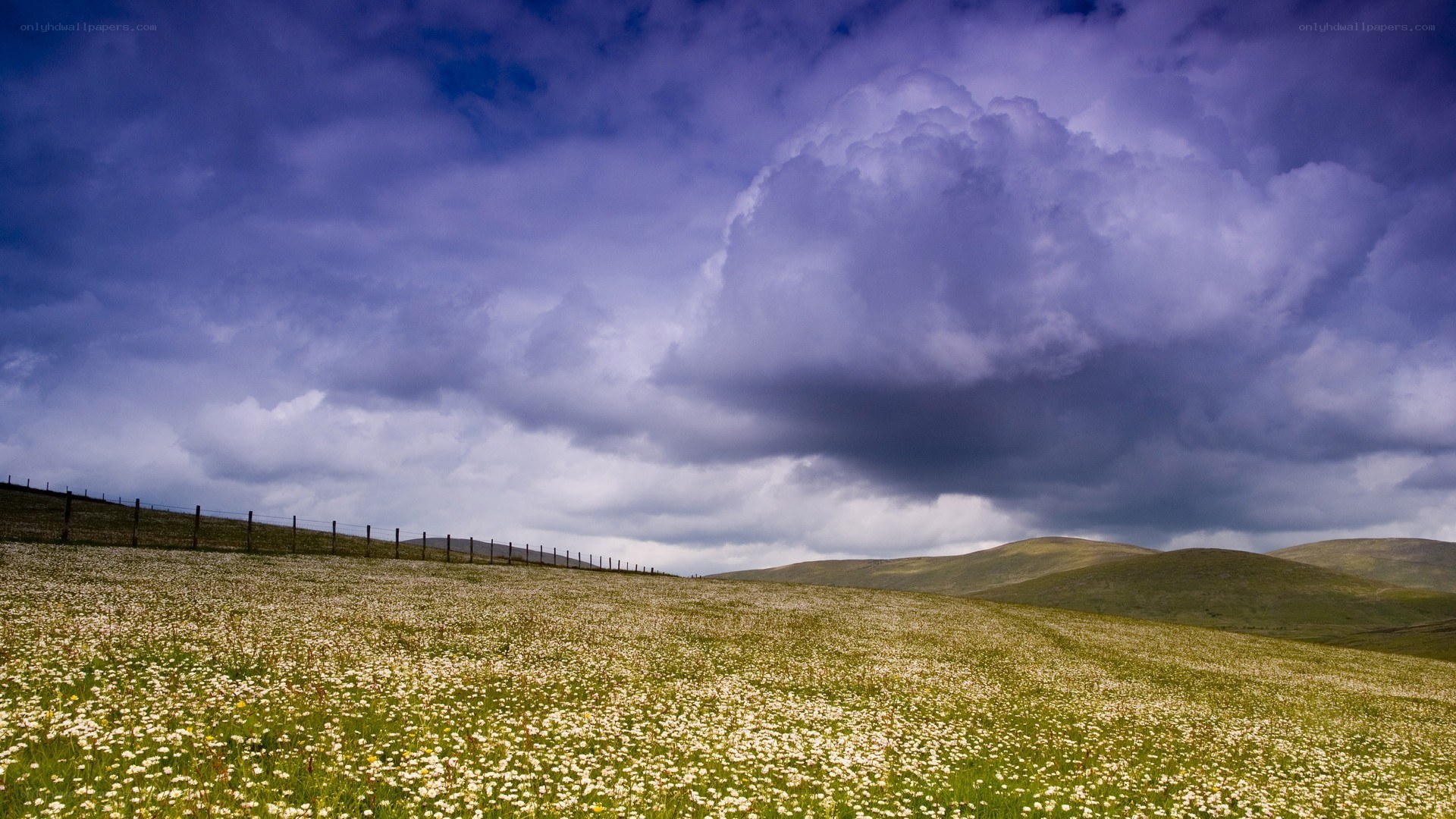 Flower field under stormy sky