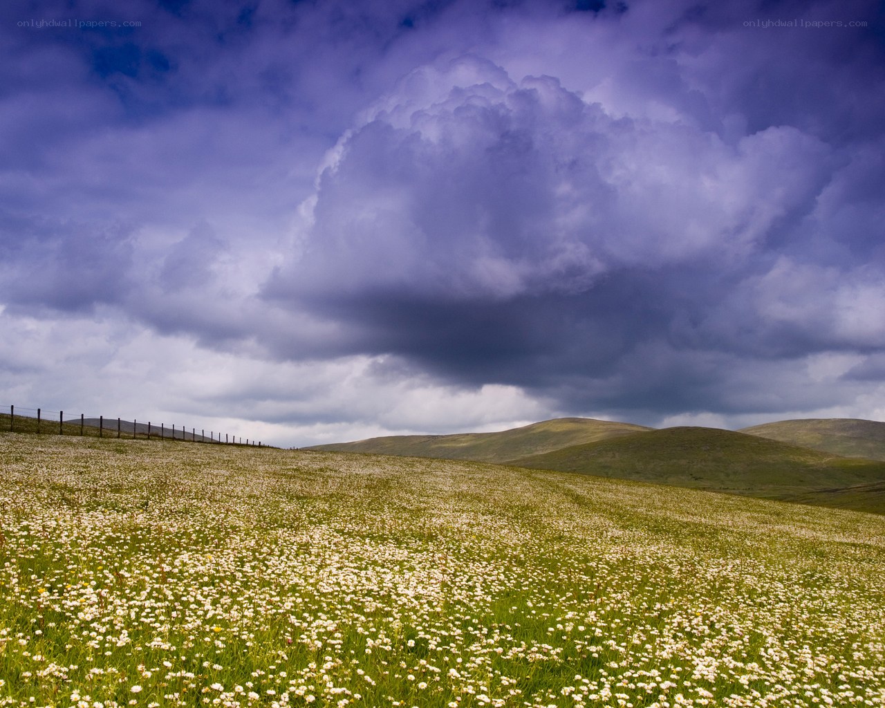 Flower field under stormy sky