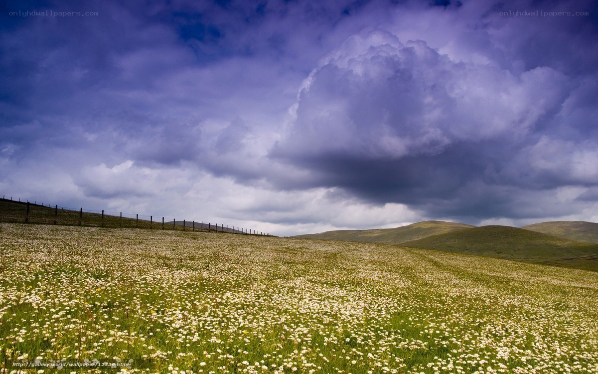 Flower field under stormy sky