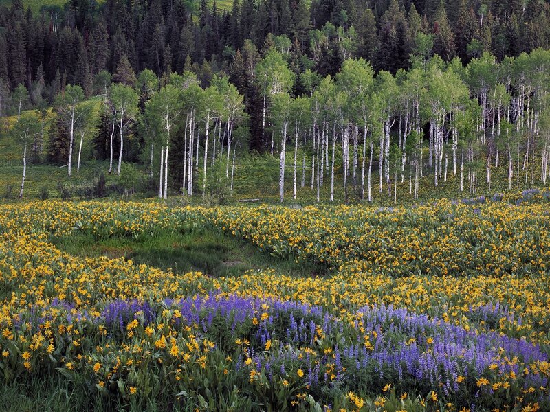 Flower field with aspen trees