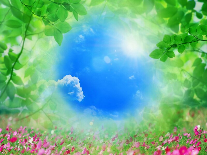 Flower Field with Blue Sky
