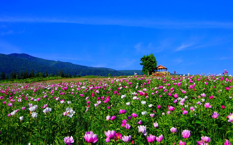 Flower Field with Gazebo