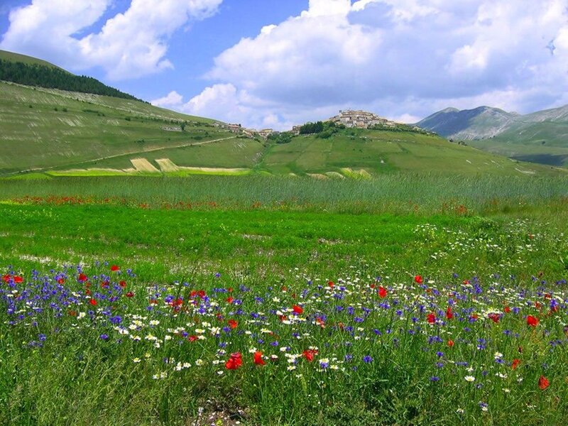 Flower field with hilltop village