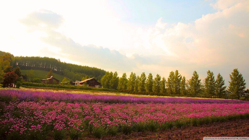 Flower Field with Houses