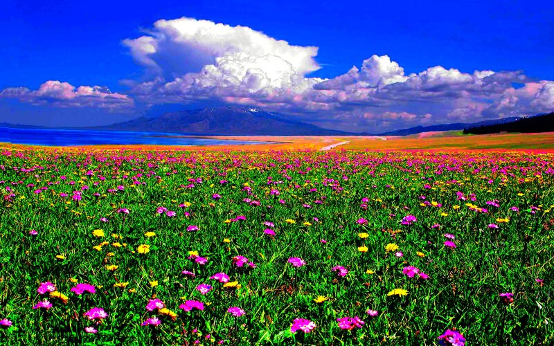 Flower Field with Lake