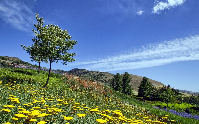 Flower field with lone tree