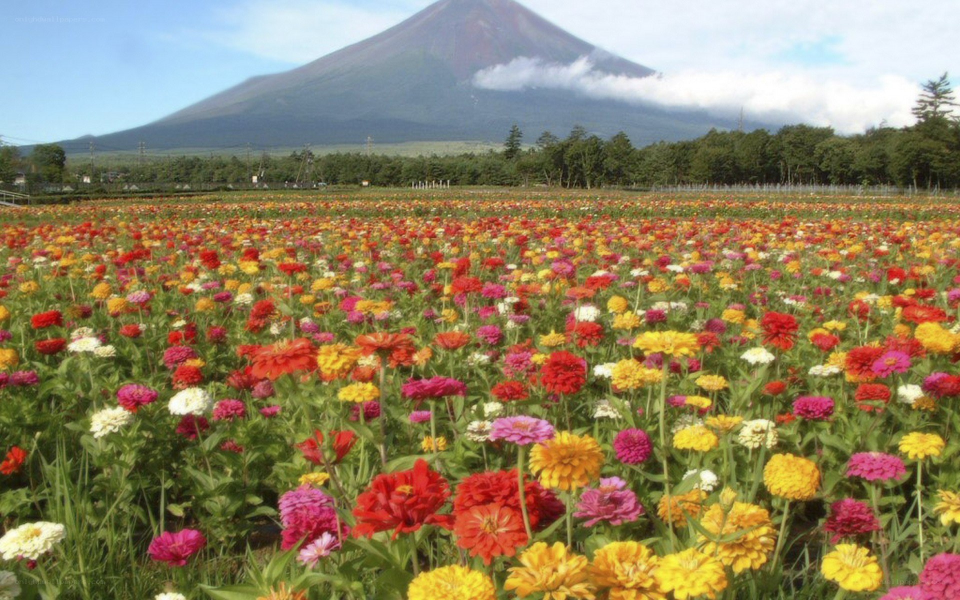 Flower field with Mount Fuji