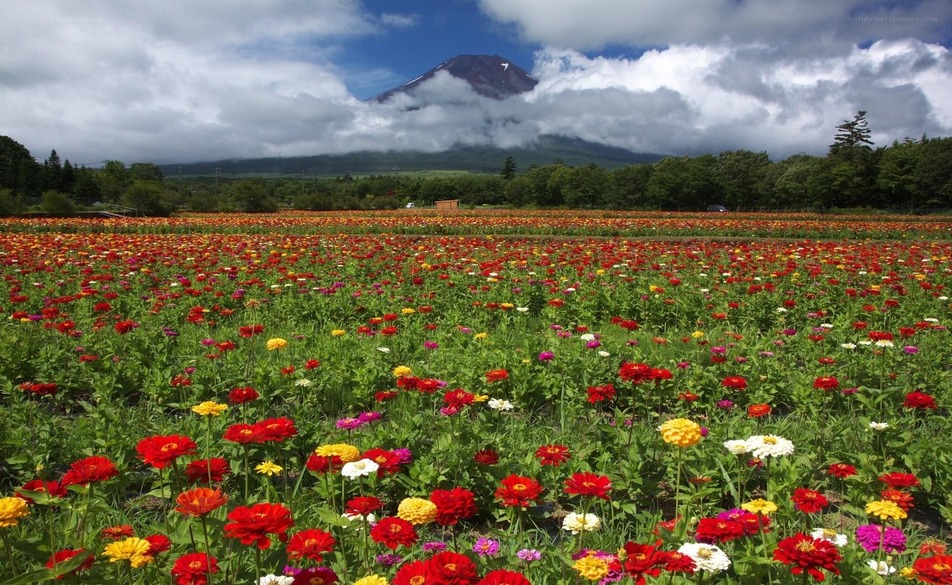 Flower field with Mount Fuji