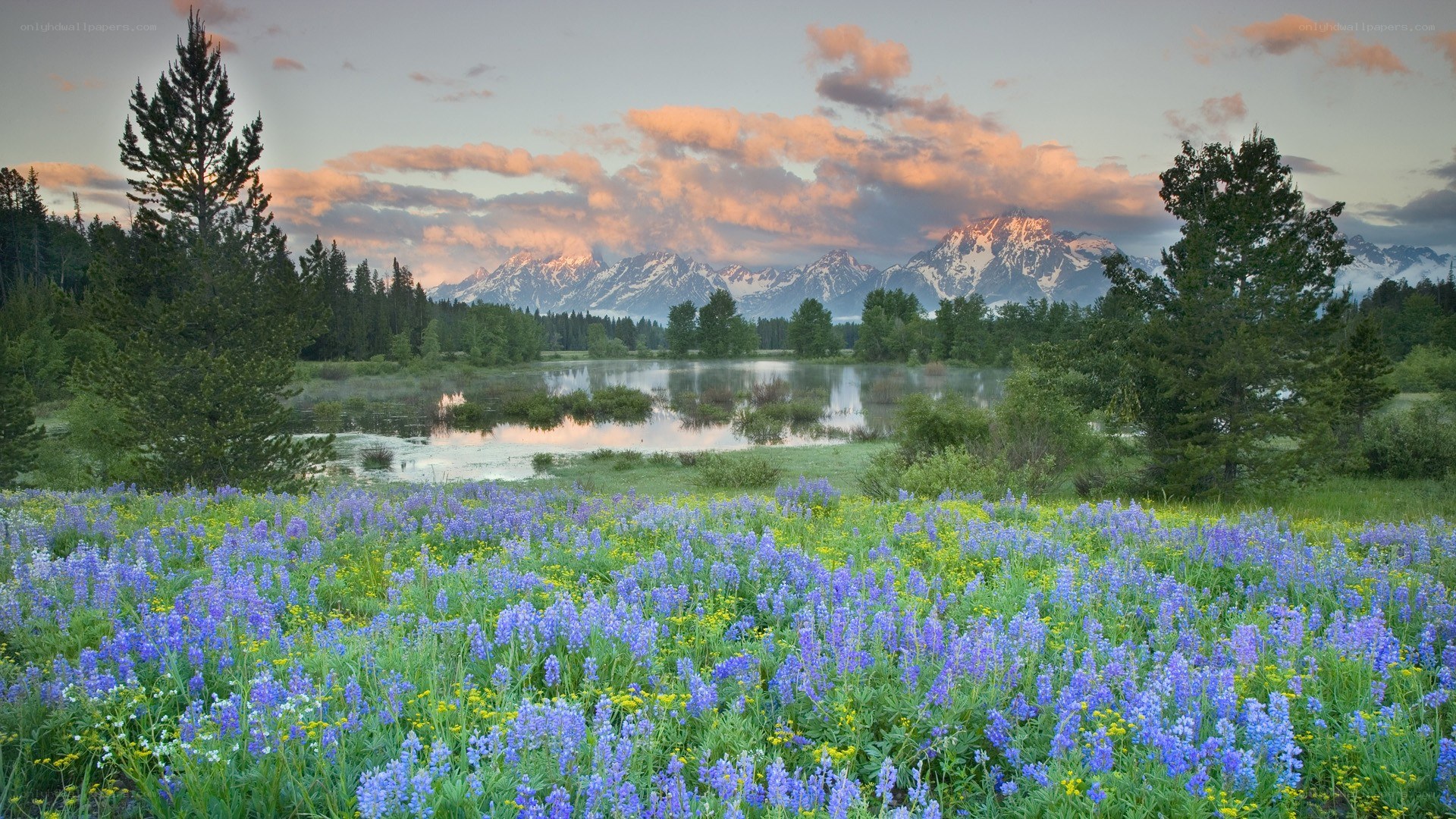 Flower field with mountain backdrop