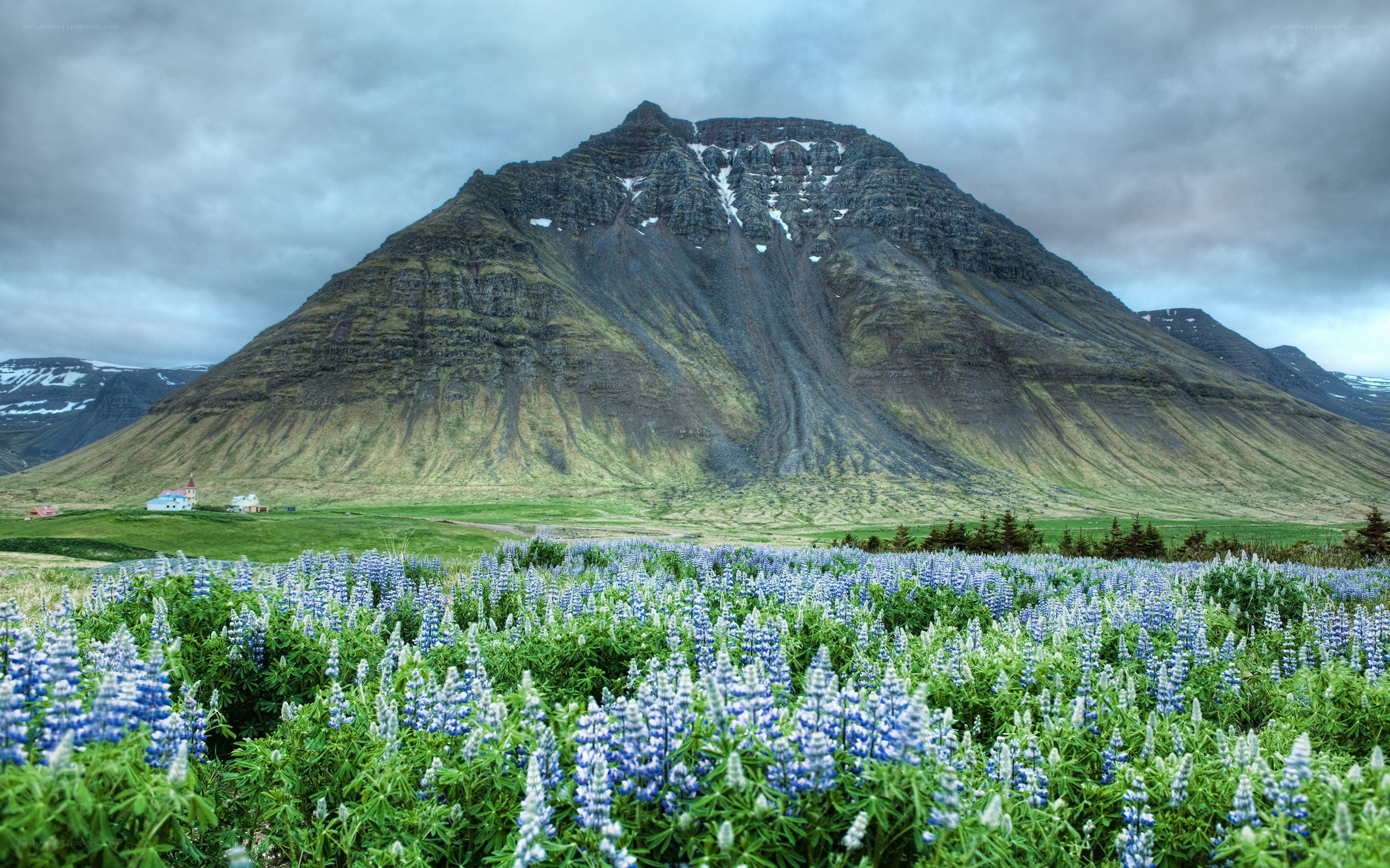 Flower field with mountain backdrop
