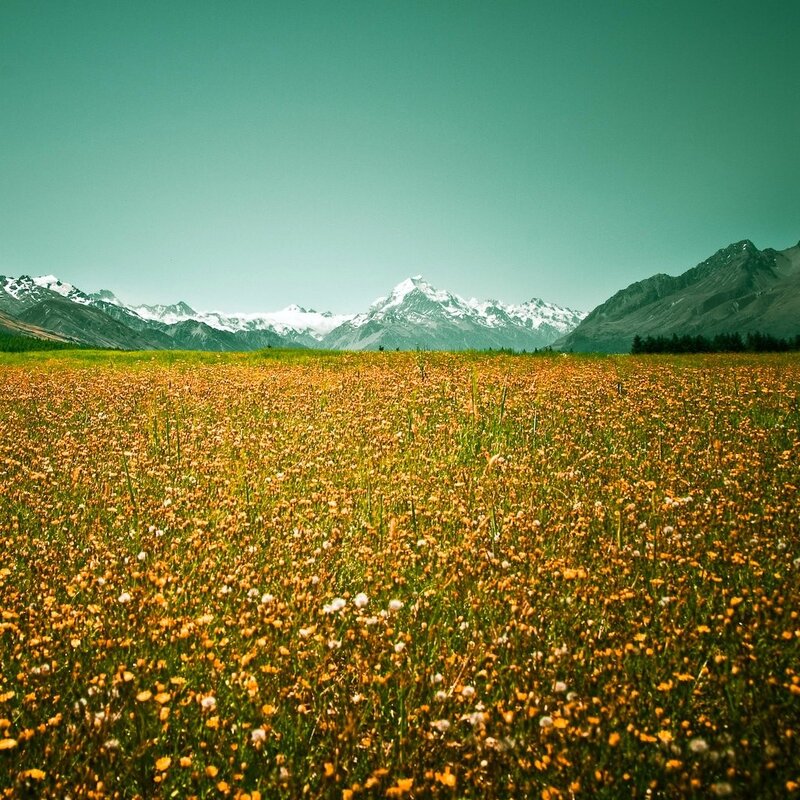 Flower field with mountain backdrop