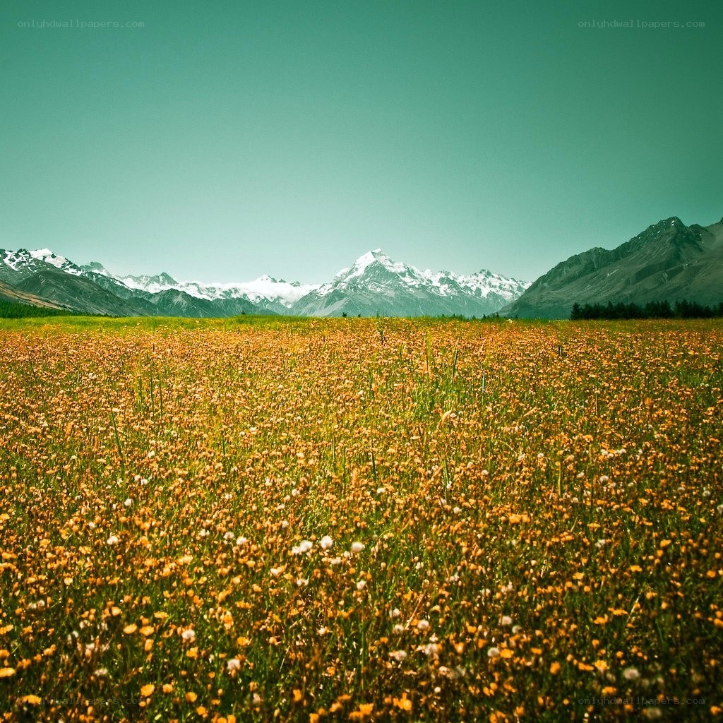 Flower field with mountain backdrop