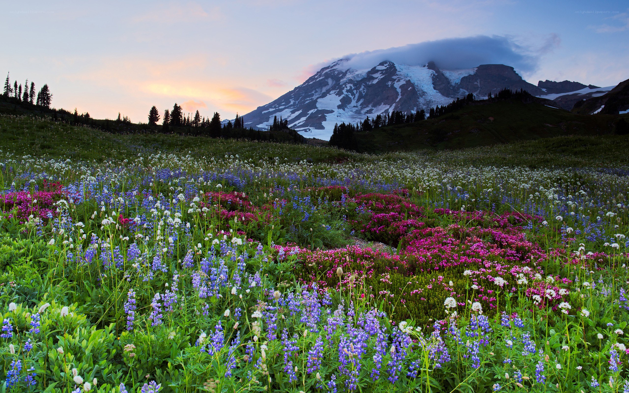 Flower field with mountain backdrop