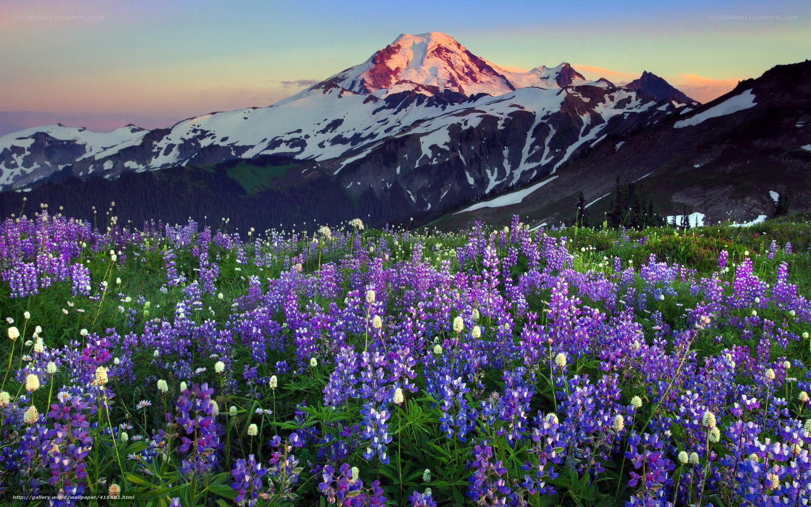 Flower field with mountain backdrop