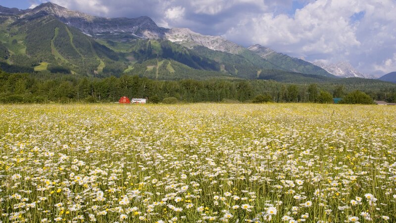 Flower field with mountain backdrop