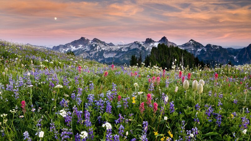 Flower field with mountain backdrop