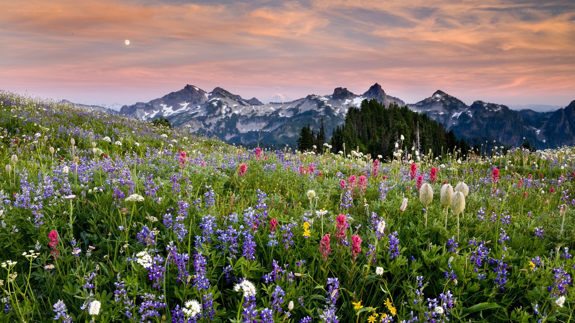 Flower field with mountain backdrop