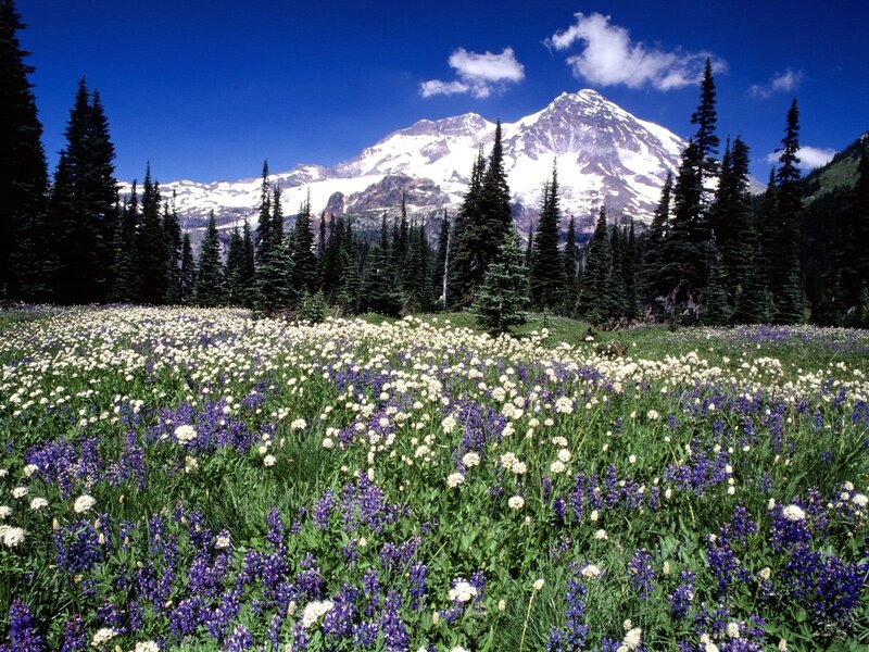 Flower field with mountain backdrop