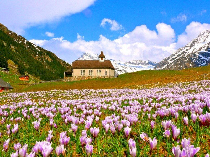 Flower field with mountain chapel