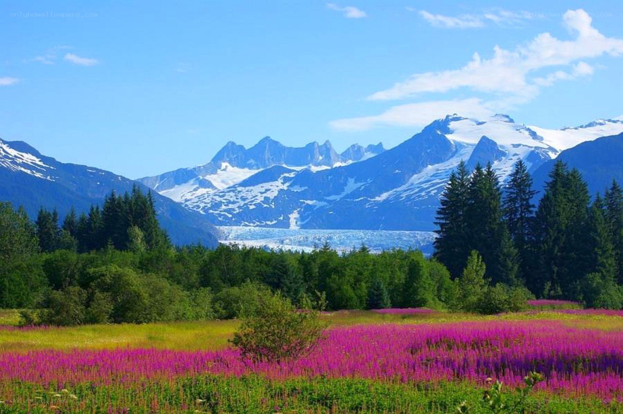 Flower field with mountain glacier