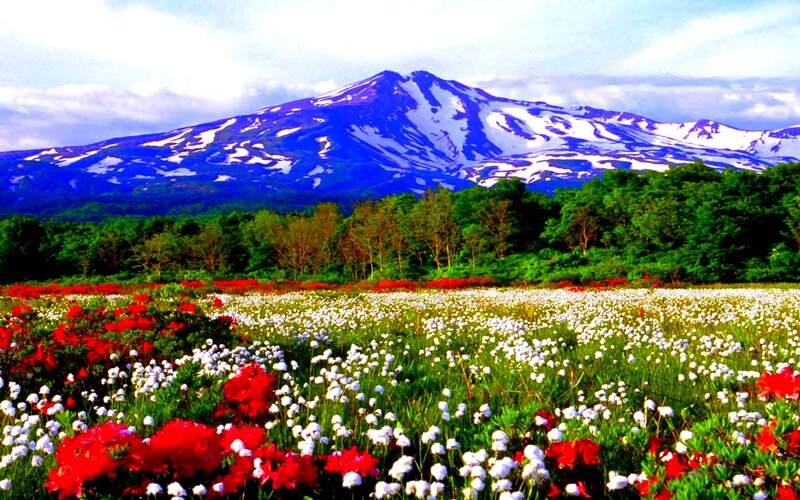 Flower Field with Mountain
