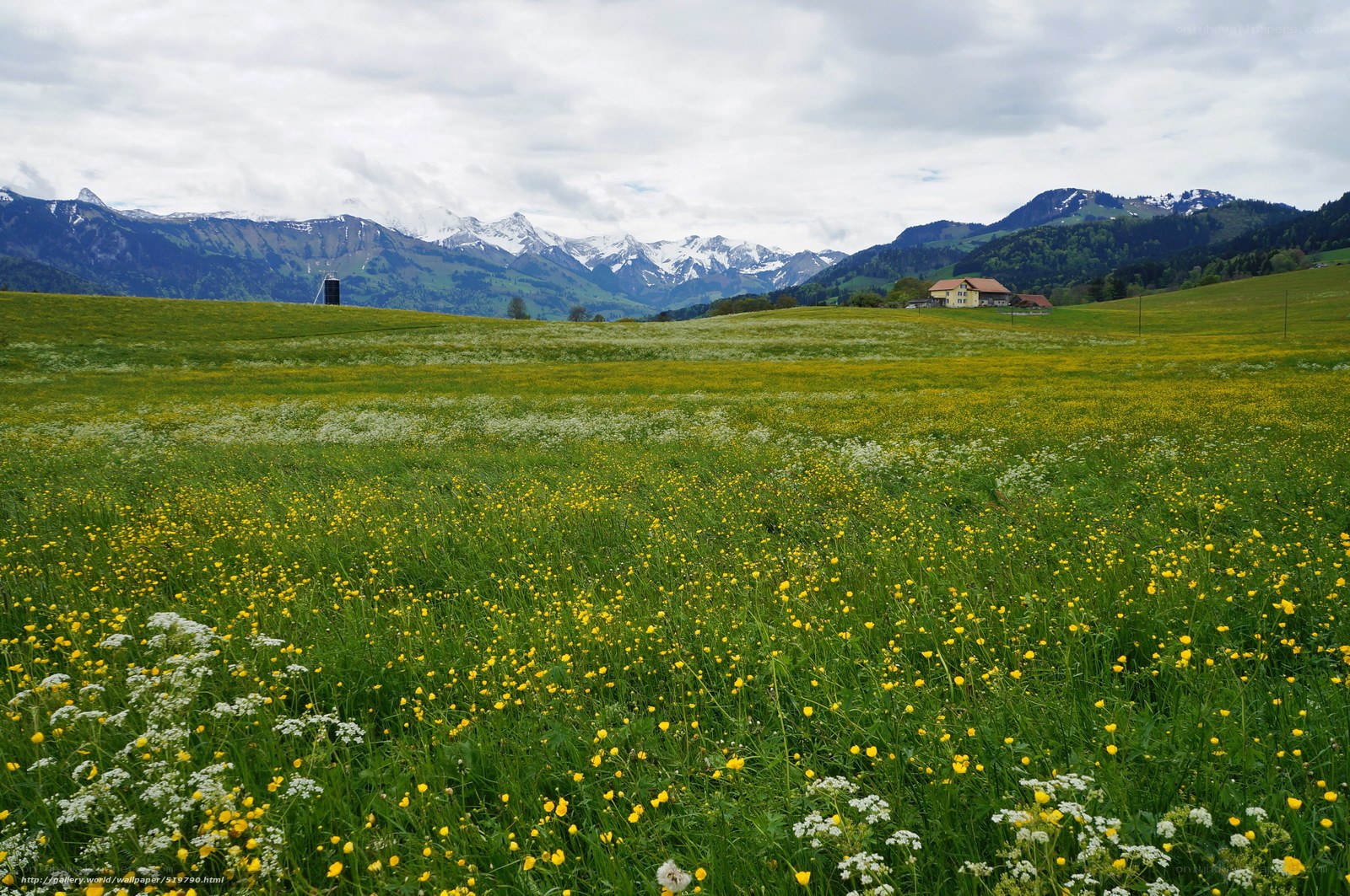 Flower field with mountain view