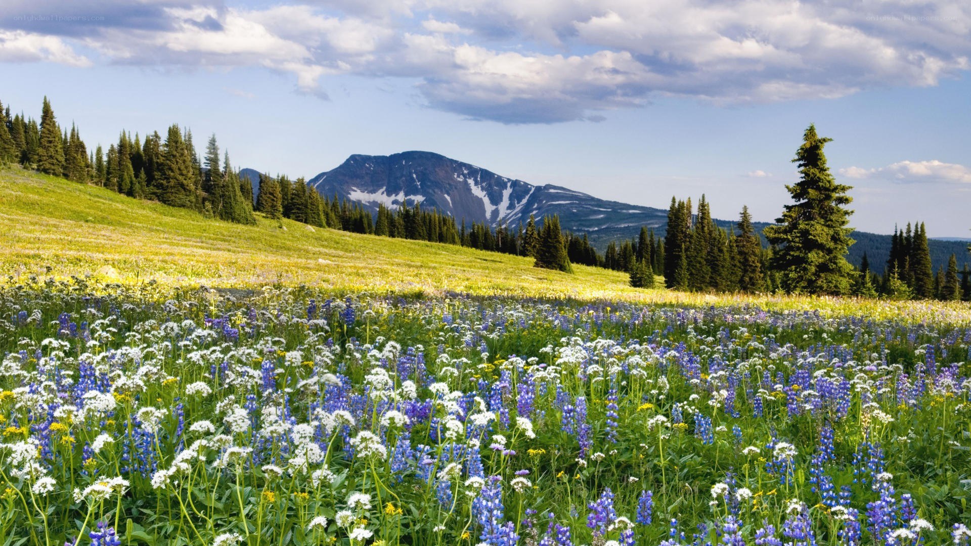 Flower field with mountain view