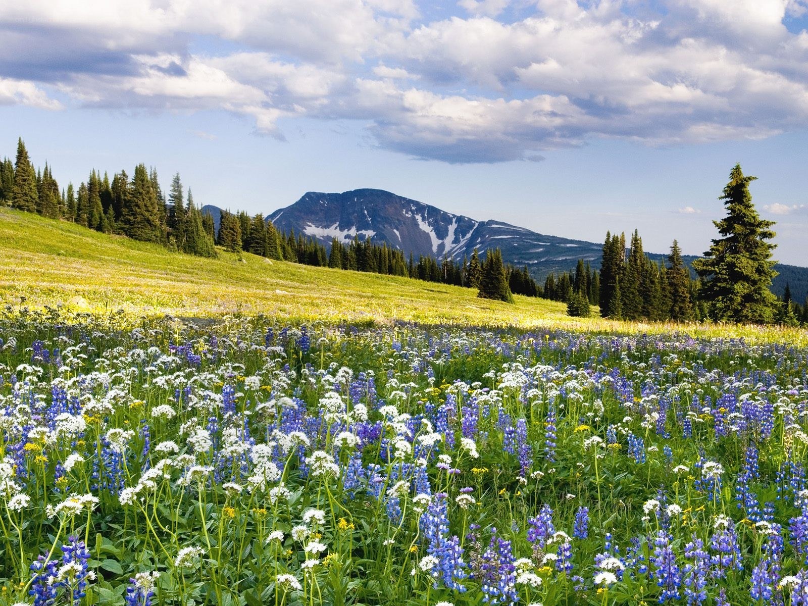 Flower field with mountain view