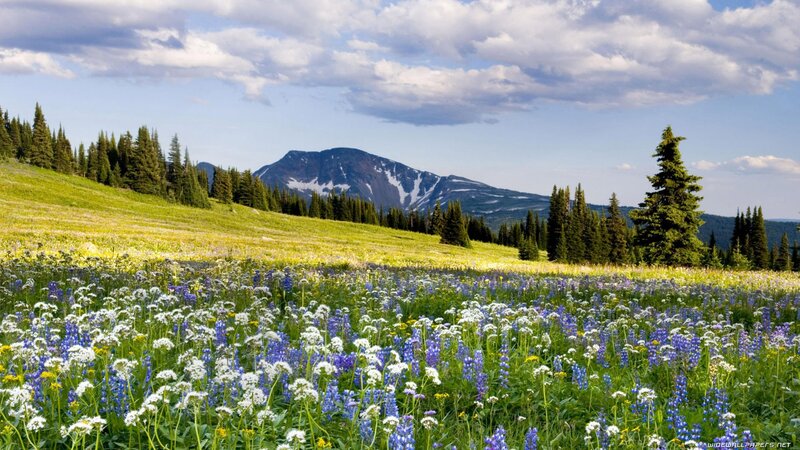 Flower field with mountain view