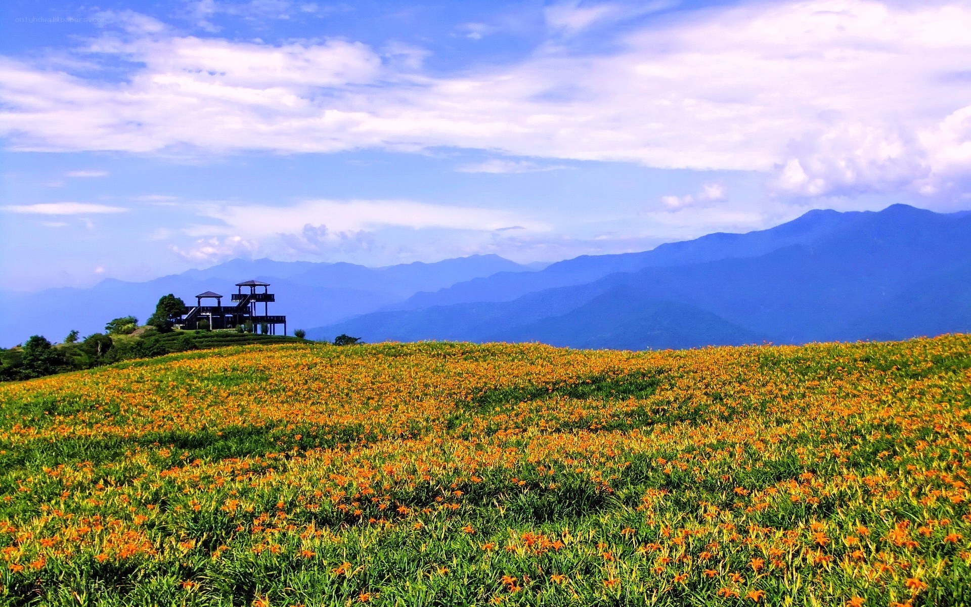 Flower field with mountain view