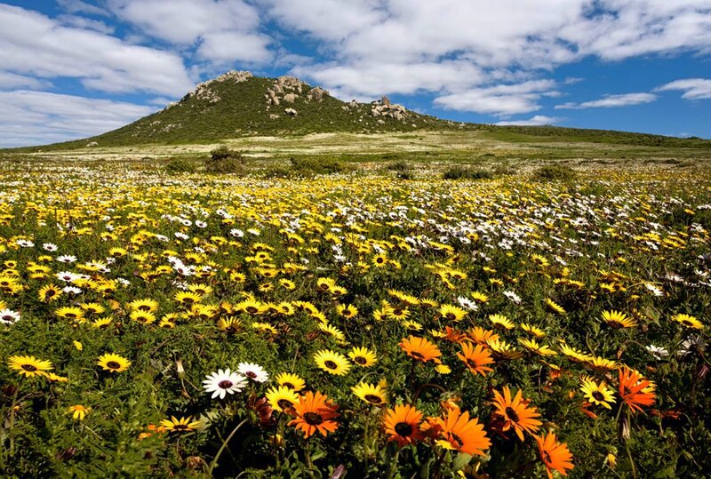 Flower Field with Mountain — Yellow