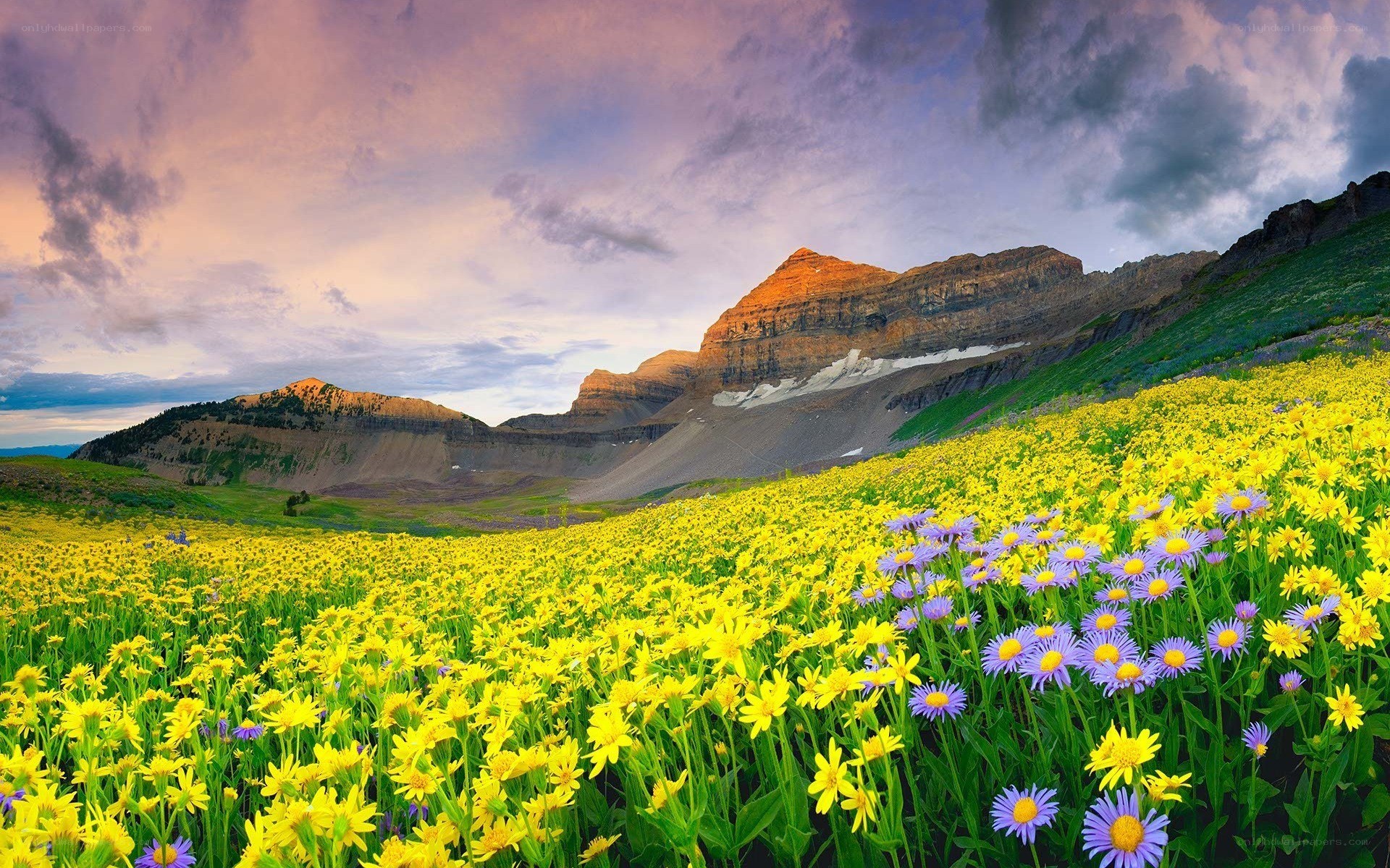 Flower field with mountains