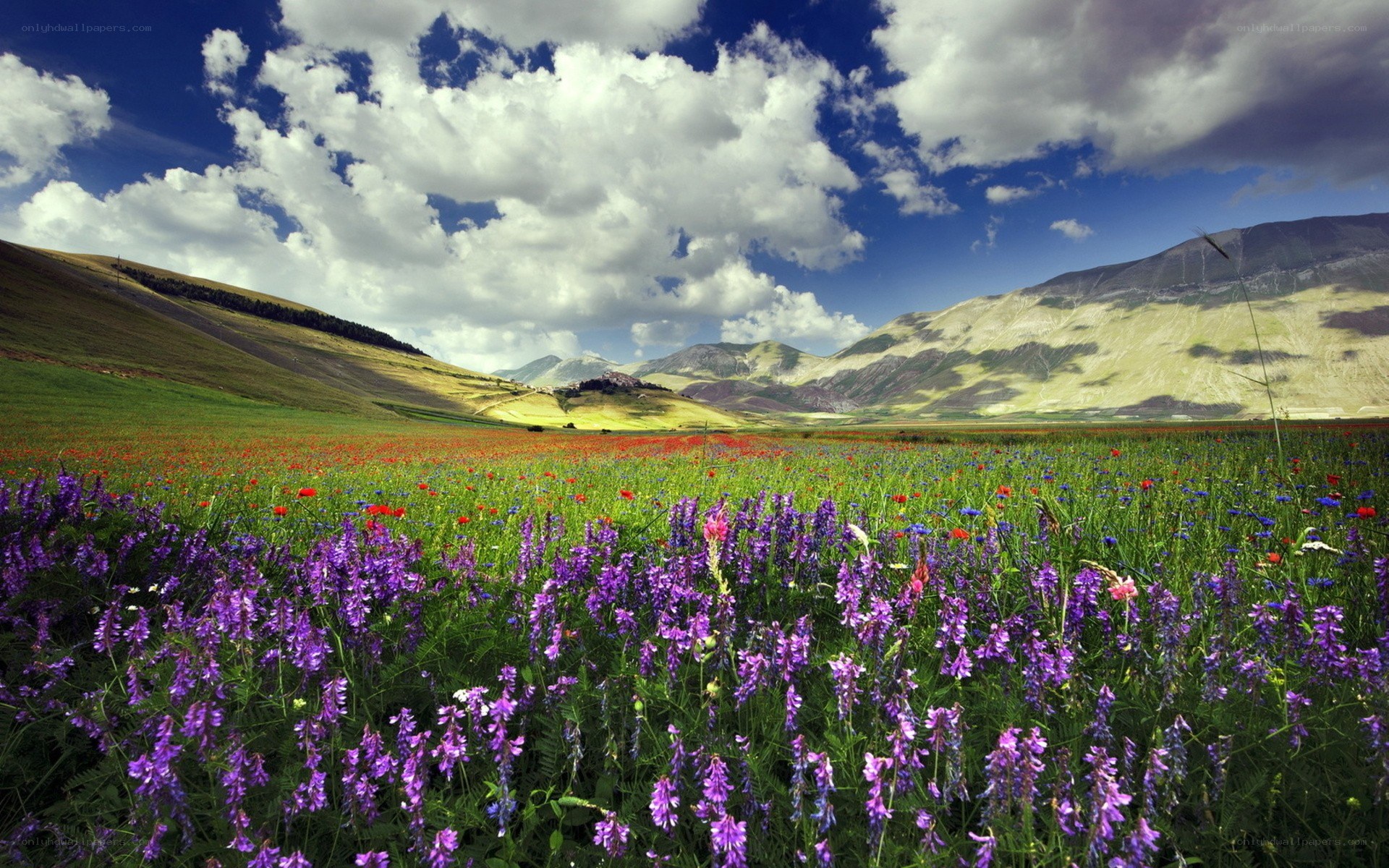 Flower field with mountains