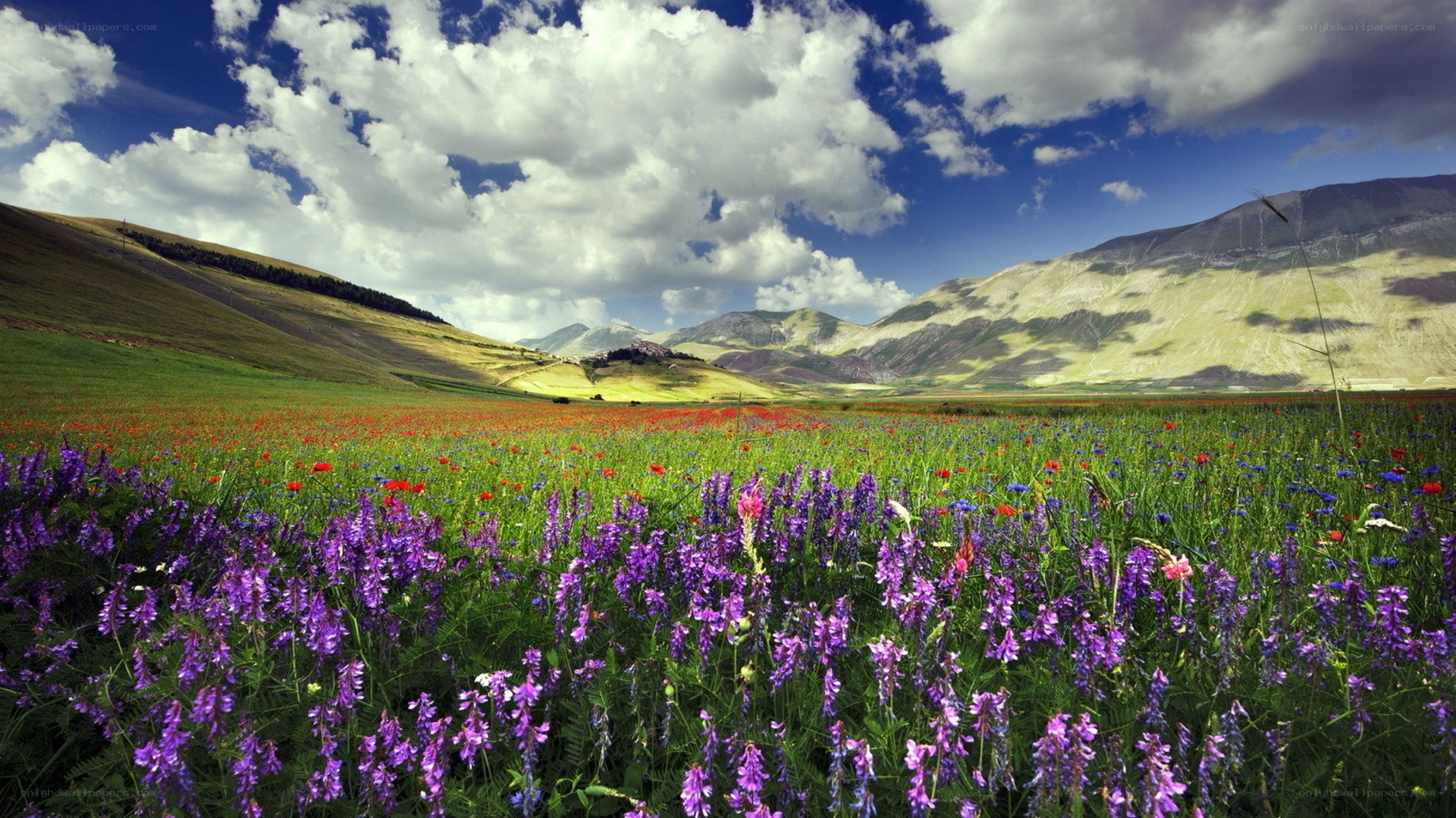 Flower field with mountains