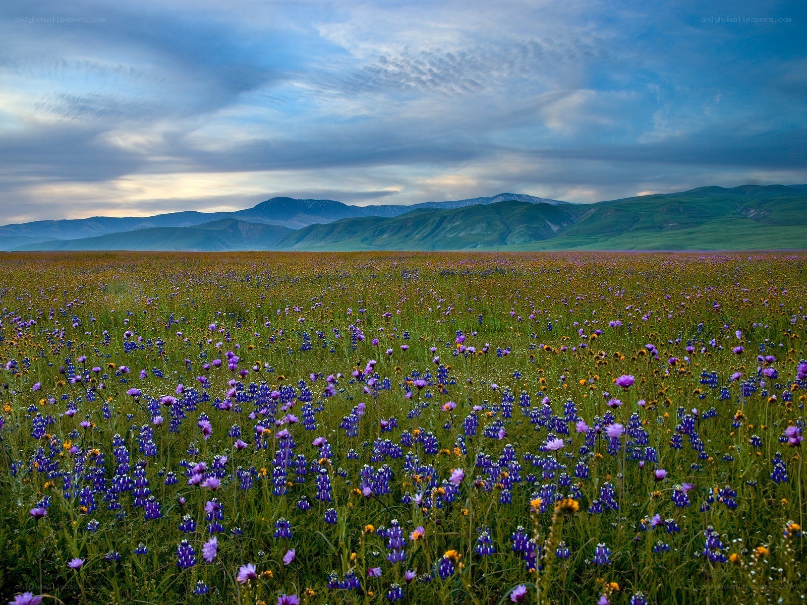 Flower field with mountains