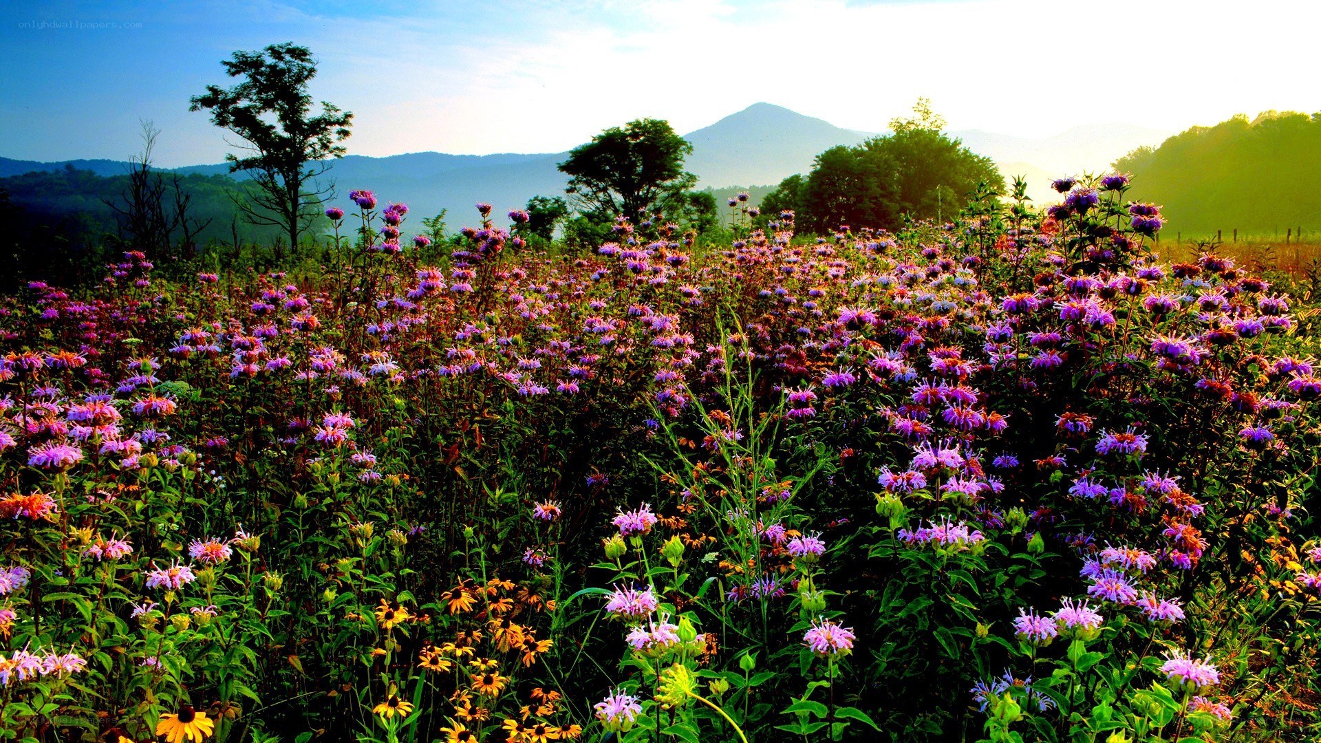 Flower field with mountains