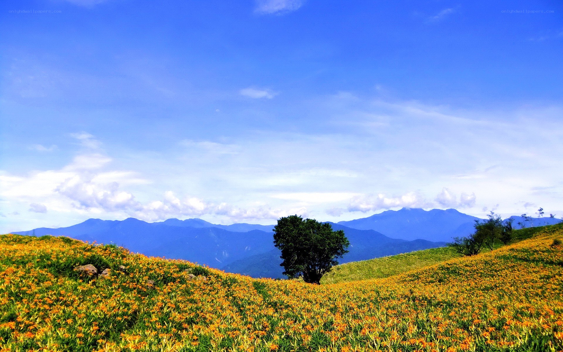 Flower field with mountains