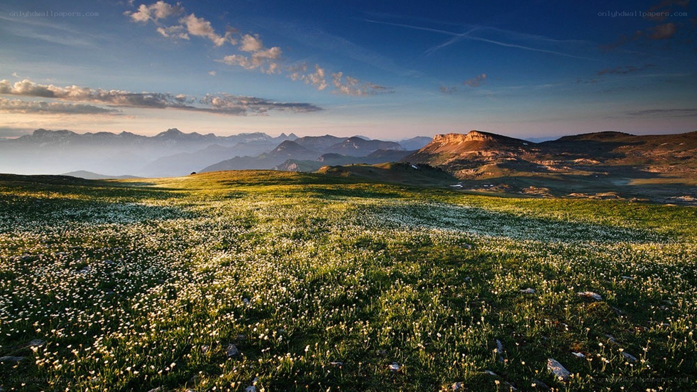 Flower field with mountains