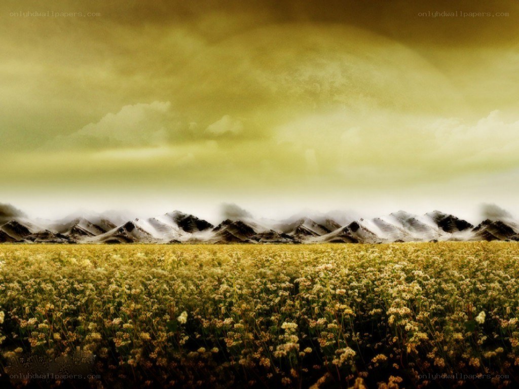 Flower field with mountains