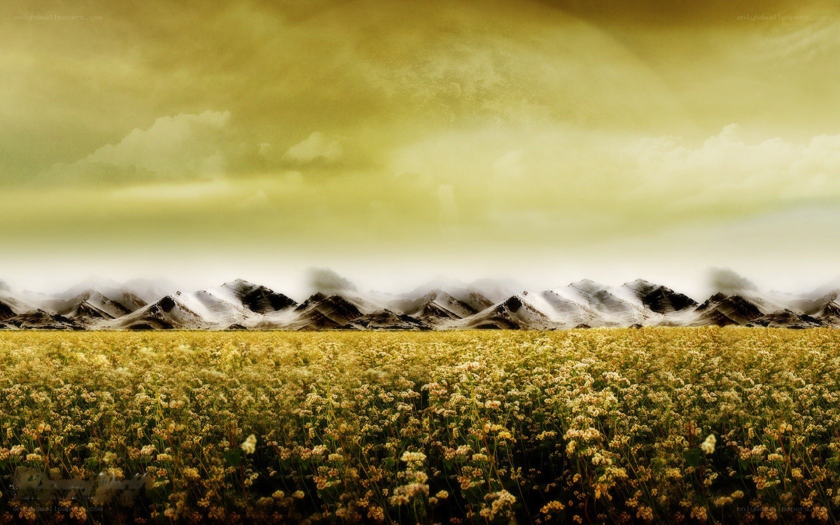 Flower field with mountains