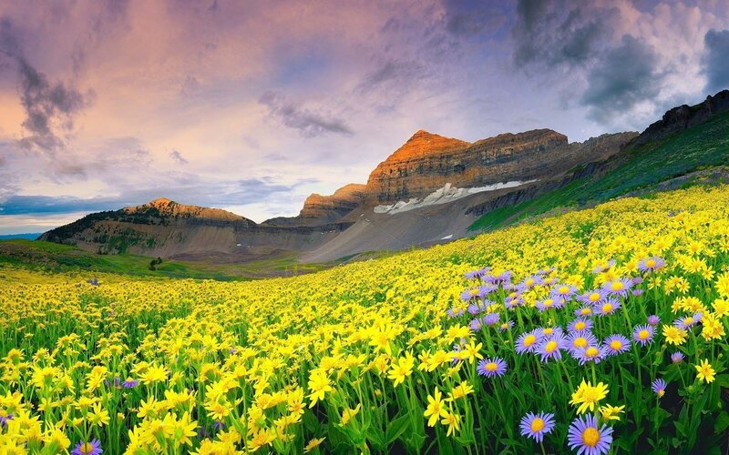 Flower field with mountains