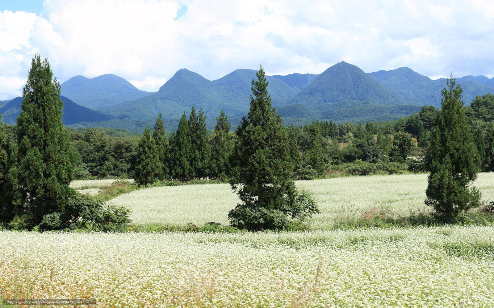 Flower field with mountains