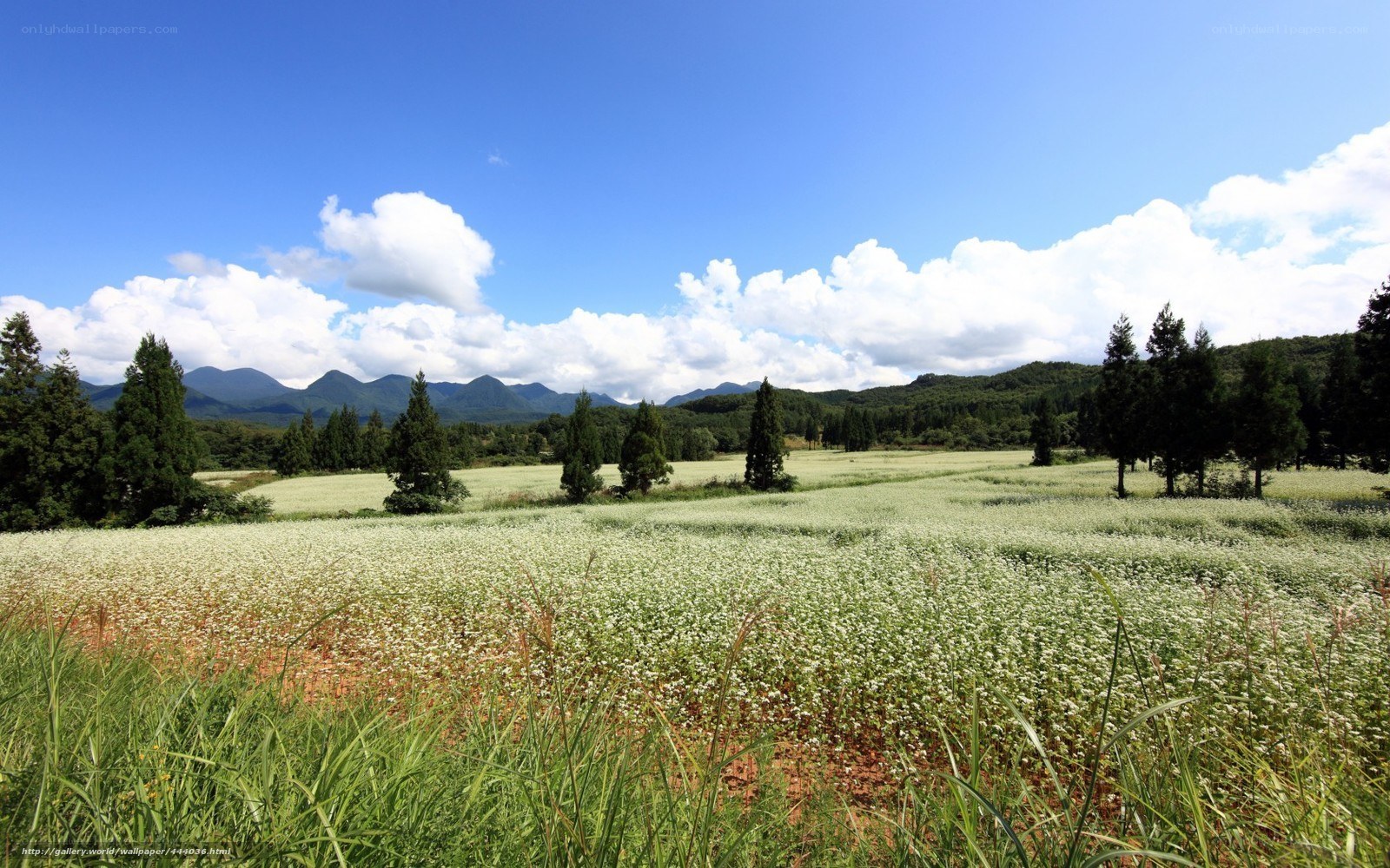 Flower field with mountains