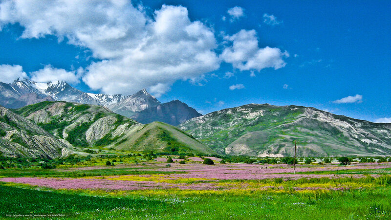 Flower field with mountains